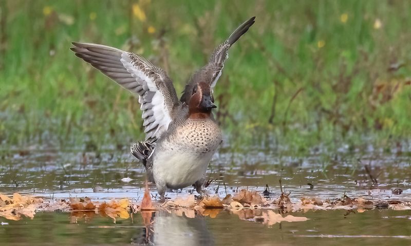 MAP: Common Teal - Anas crecca (Wintertaling)