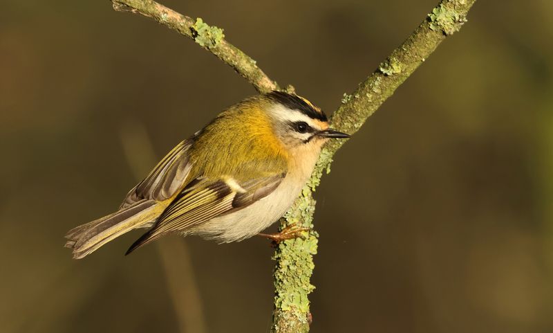 Firecrest - Regulus ignicapullus (Vuurgoudhaantje) 