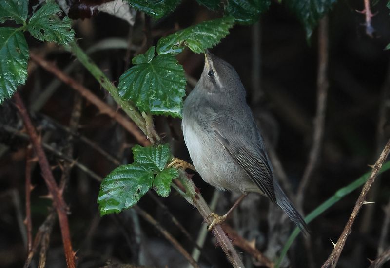 MAP: Dusky warbler - Phylloscopus fuscatus (Bruine Boszanger)