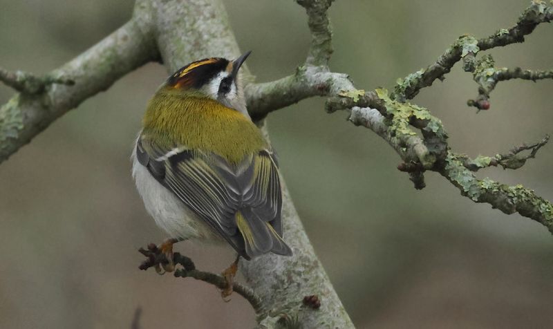 MAP: Firecrest - Regulus ignicapullus (Vuurgoudhaantje)