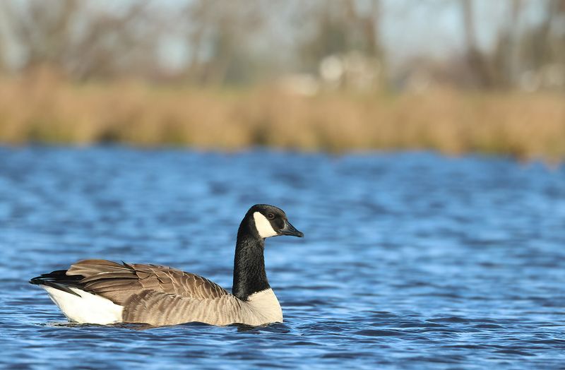 MAP: Canada Goose - Branta canadensis (Grote Canadese Gans)