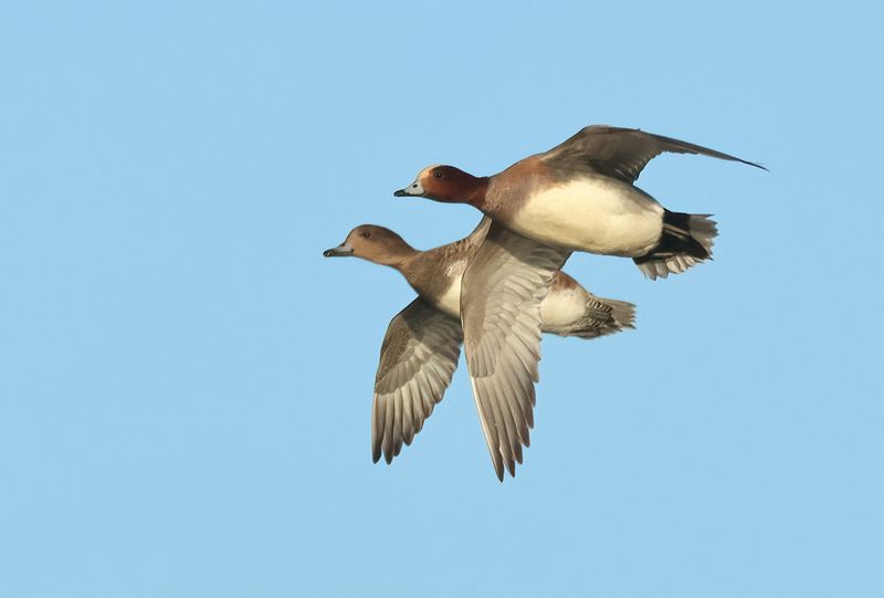 MAP: Eurasian Wigeon - Anas penelope (Smient)