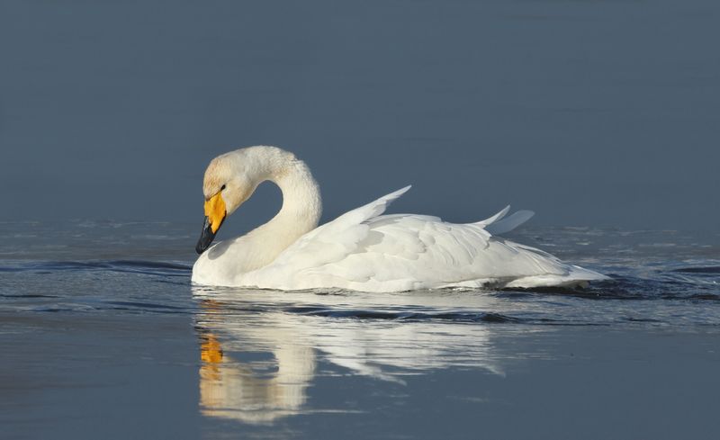  Whooper Swan - Cygnus cygnus (Wilde Zwaan)