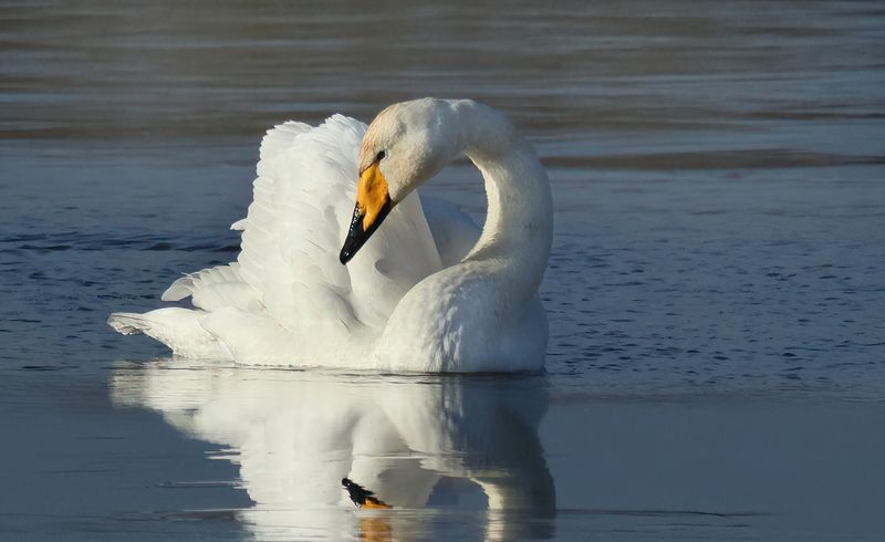 MAP: Whooper Swan - Cygnus cygnus (Wilde Zwaan)