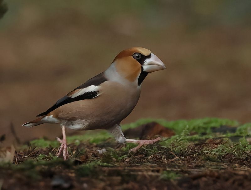 MAP: Hawfinch - Coccothraustes coccothraustes (Appelvink)