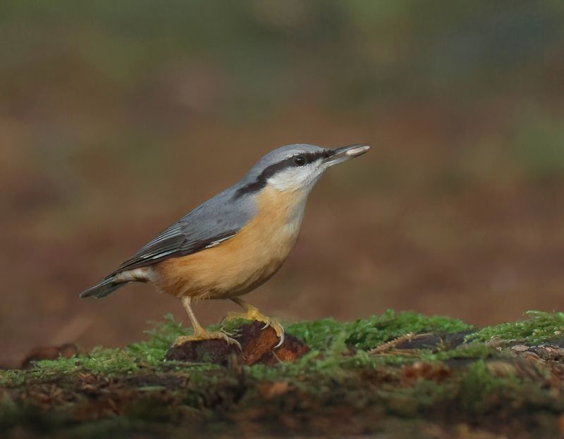 Eurasian Nuthatch - Sitta europaea (Boomklever)