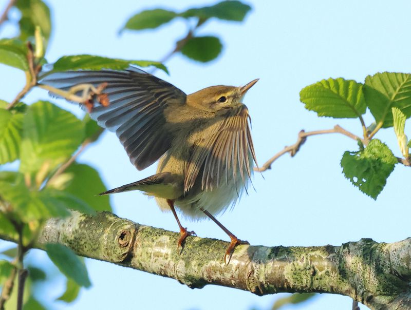 MAP: Willow Warbler - Phylloscopus trochilus (Fitis)