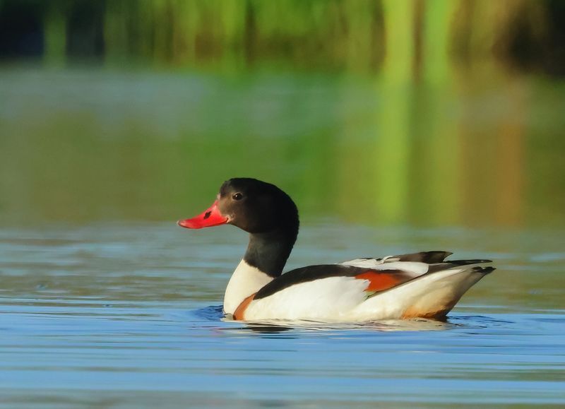 MAP: Common Shelduck - Tadorna tadorna (Bergeend)