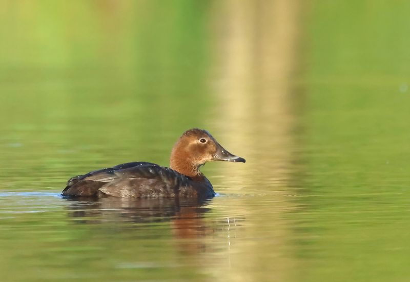 MAP: Common Pochard - Aythya ferina (Tafeleend)
