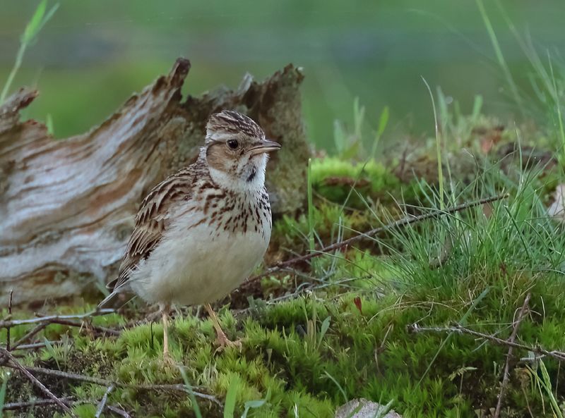 Woodlark - Lullula arborea (Boomleeuwerik)