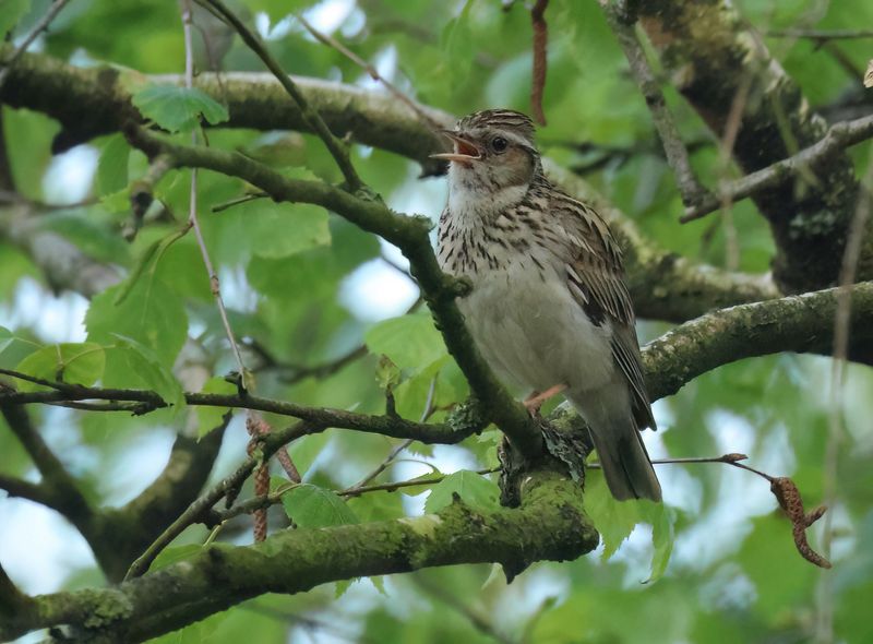 Woodlark - Lullula arborea (Boomleeuwerik)