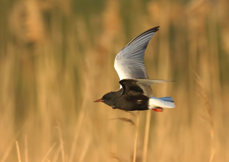 White-winged Tern - Chlidonias leucopterus (Witvleugelstern)