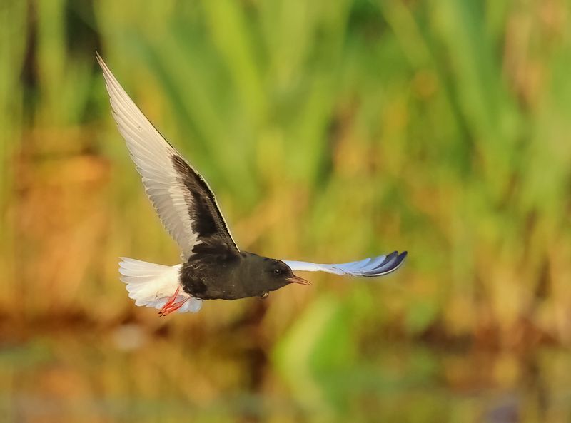 White-winged Tern - Chlidonias leucopterus (Witvleugelstern)