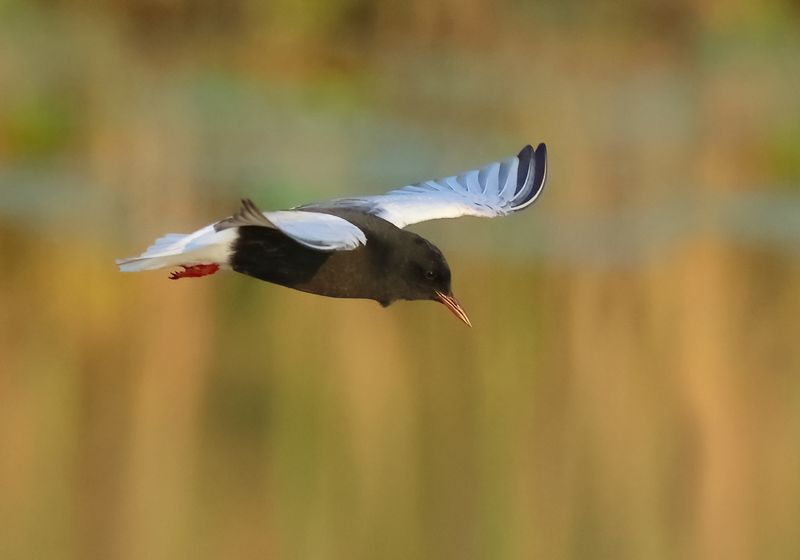 White-winged Tern - Chlidonias leucopterus (Witvleugelstern)
