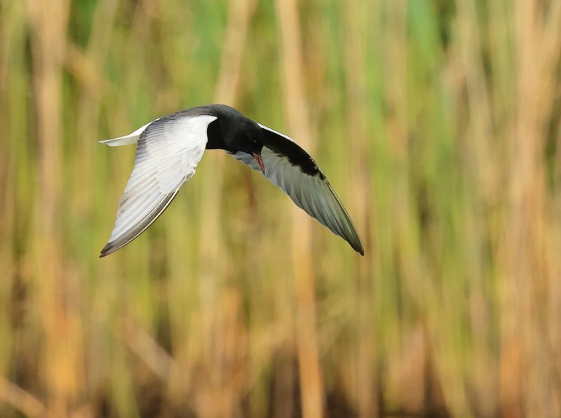 White-winged Tern - Chlidonias leucopterus (Witvleugelstern)