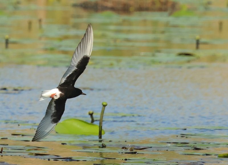 White-winged Tern - Chlidonias leucopterus (Witvleugelstern)