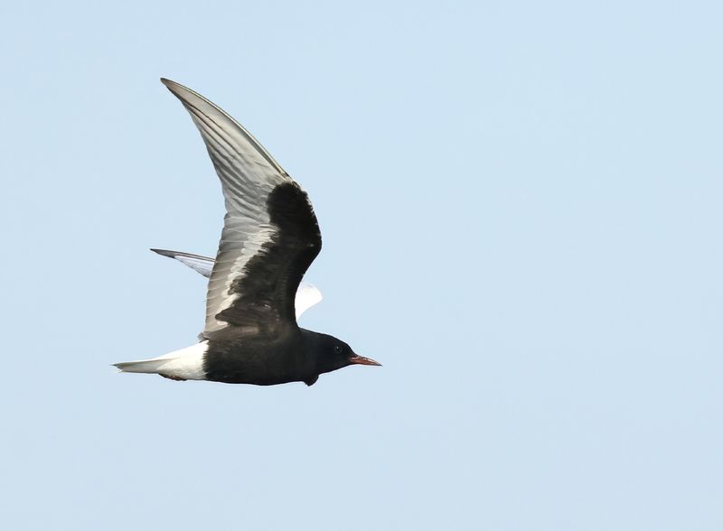 White-winged Tern - Chlidonias leucopterus 