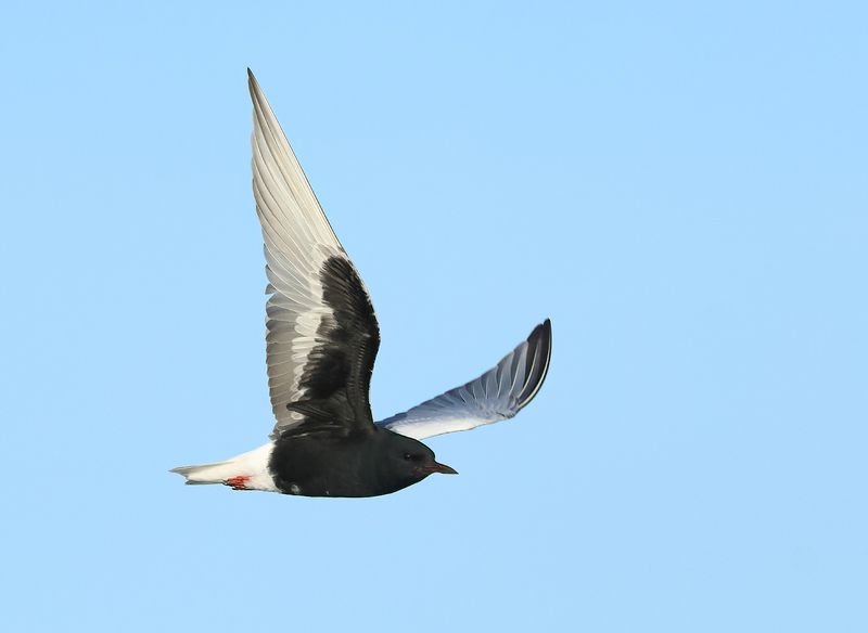MAP: White-winged Tern - Chlidonias leucopterus (Witvleugelstern)
