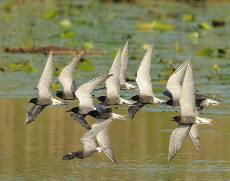 Black Tern - Chlidonias niger (Zwarte Stern)