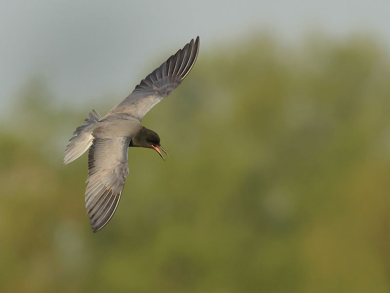 MAP: Black Tern - Chlidonias niger (Zwarte Stern)