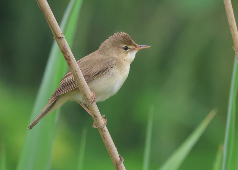 MAP: Marsh Warbler - Acrocephalus palustris (Bosrietzanger)