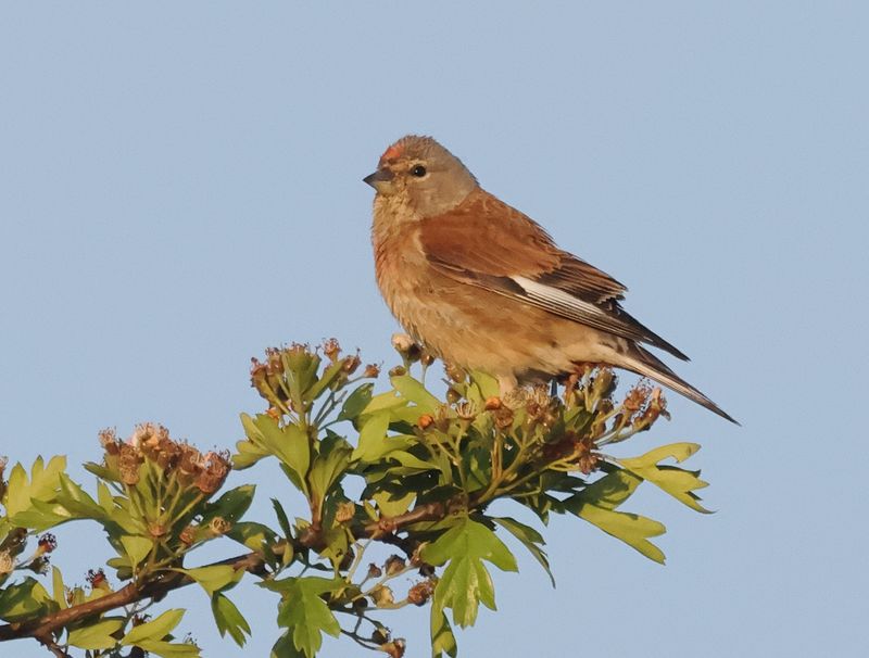 Common Linnet - Carduelis cannabina (Kneu)