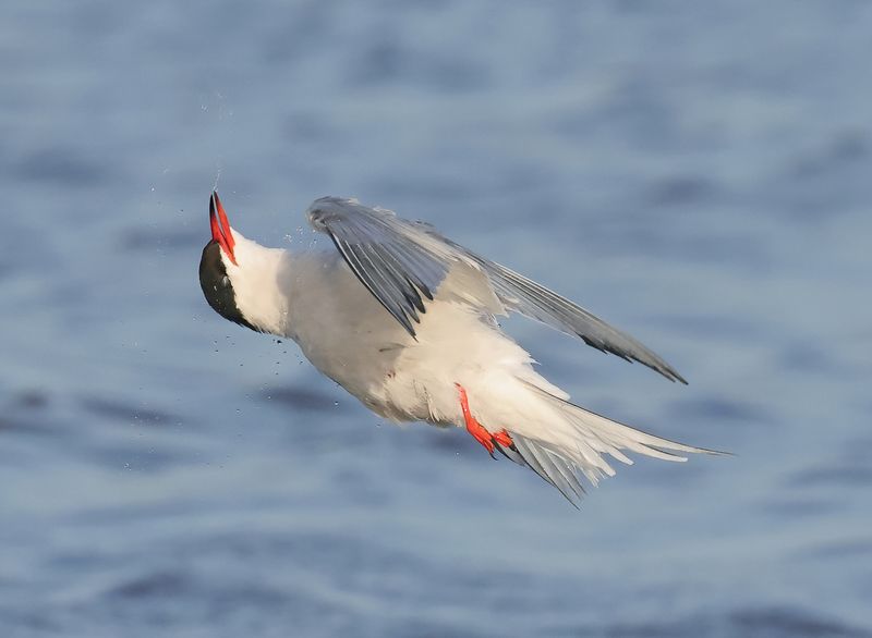 MAP: Common Tern - Sterna hirundo (Visdief)