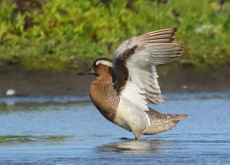 Garganey - Anas querquedula (Zomertaling)