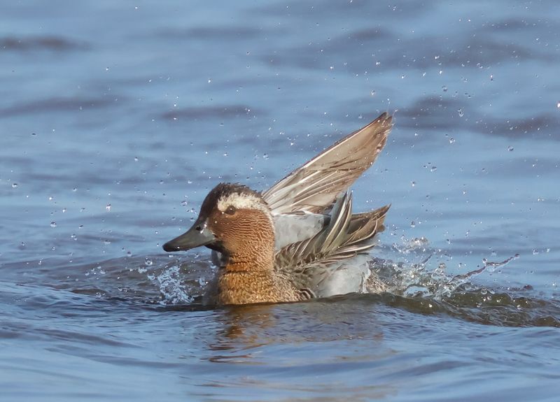MAP: Garganey - Anas querquedula (Zomertaling)