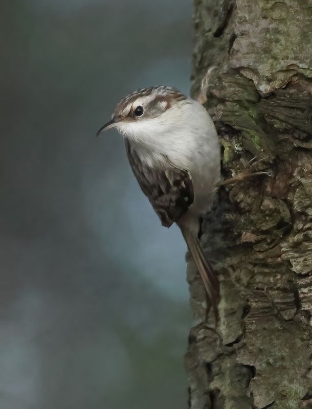 Short-toed Treecreeper - Certhia brachydactyla megarhynchos (Boomkruiper) 