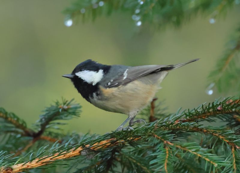 Coal Tit - Periparus ater (Zwarte Mees)
