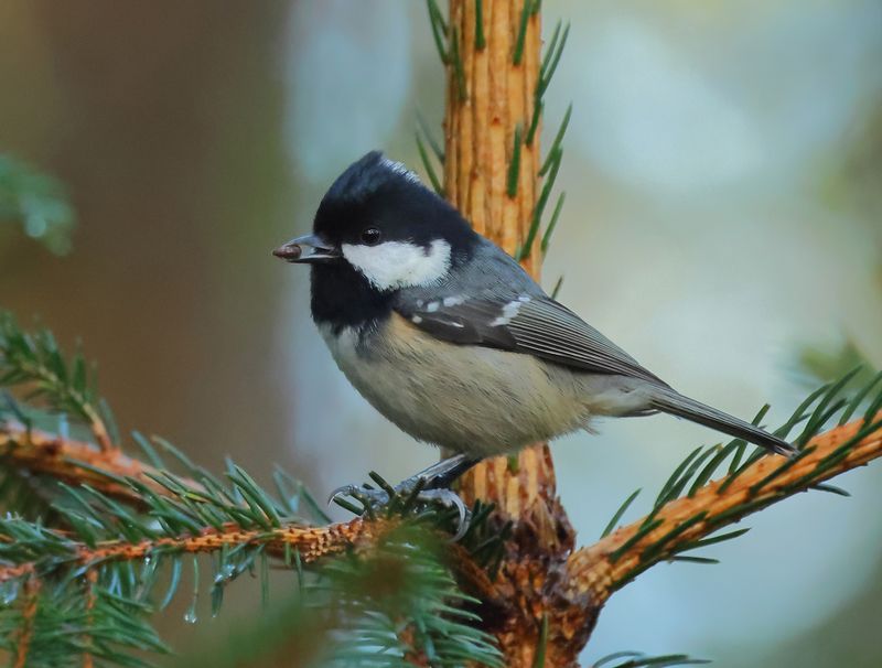 Coal Tit - Periparus ater (Zwarte Mees)