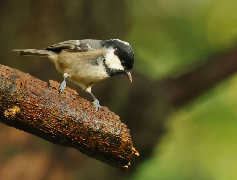 MAP: Coal Tit - Periparus ater (Zwarte Mees)