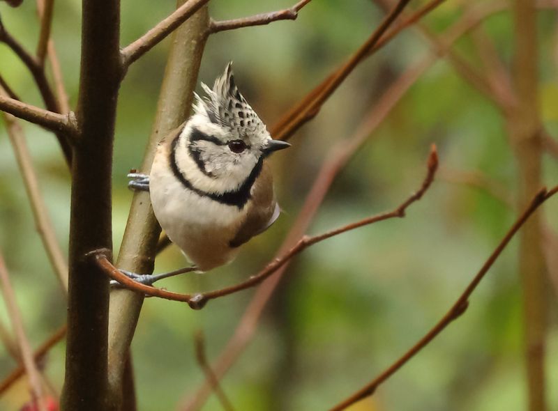 MAP: European Crested Tit - Lophophanes cristatus mitratus
