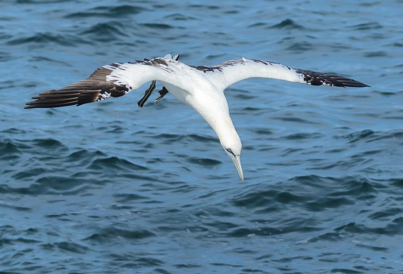 Gannets - Sulidae (Genten)