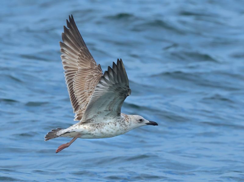 MAP: Caspian Gull - Larus cachinnans (Pontische Meeuw)