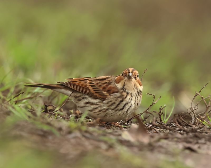 Little Bunting - Emberiza pusilla (Dwerggors)