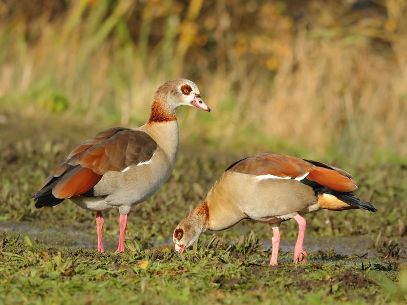 MAP: Egyptian Goose - Alopochen aegypticus (Nijlgans)