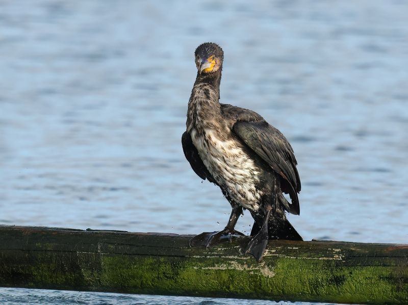 MAP: Great Cormorant - Phalacrocorax carbo (Aalscholver)