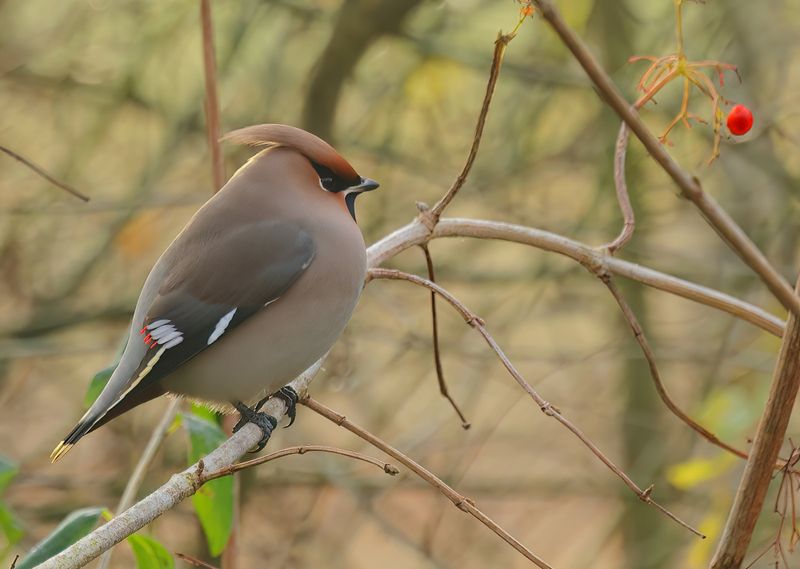 Waxwings - Bombycillidae (Pestvogels)