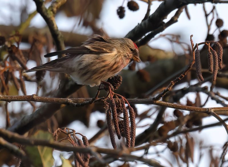 Common Redpoll - Carduelis flammea (Grote Barmsijs)