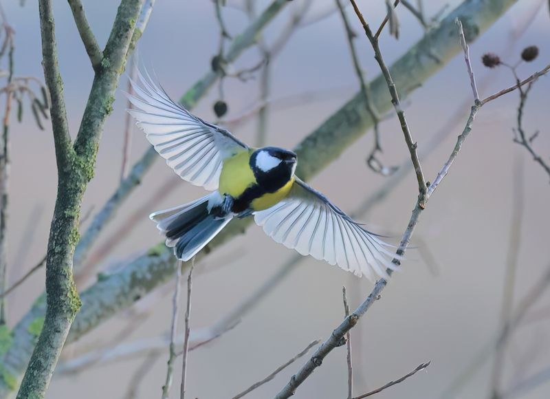MAP: Great Tit - Parus major (Koolmees)