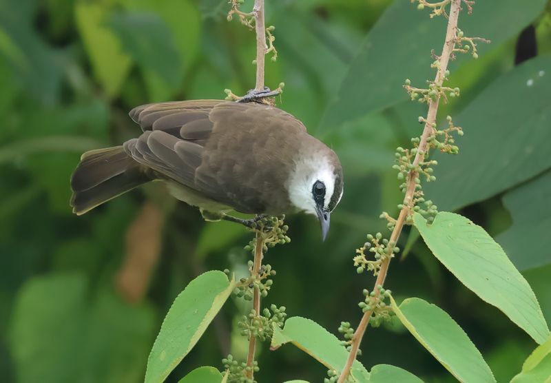 Yellow-vented Bulbul - Pycnontus goiavier (Wenkbrauwbuulbuul)