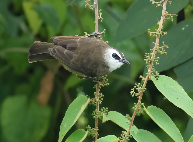 Yellow-vented Bulbul - Pycnontus goiavier (Wenkbrauwbuulbuul)