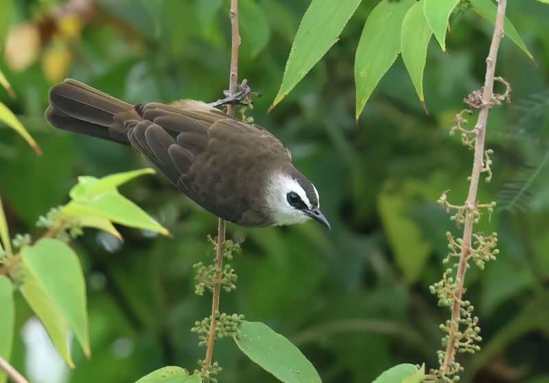 Yellow-vented Bulbul - Pycnontus goiavier (Wenkbrauwbuulbuul)