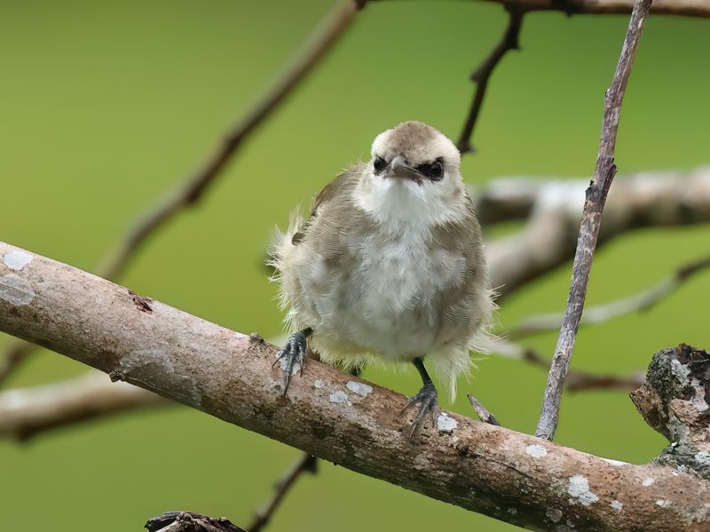 MAP: Yellow-vented Bulbul - Pycnontus goiavier (Wenkbrauwbuulbuul)