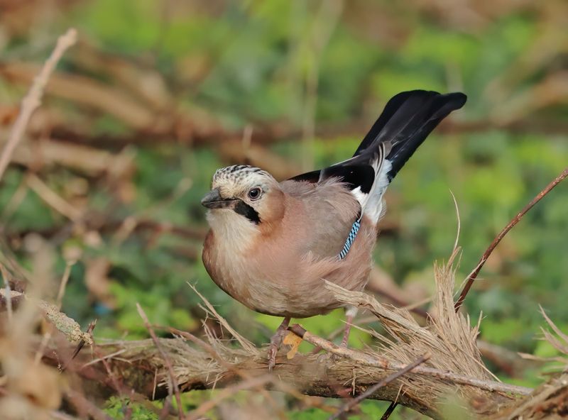 Eurasian Jay - Garrulus glandarius (Vlaamse Gaai)
