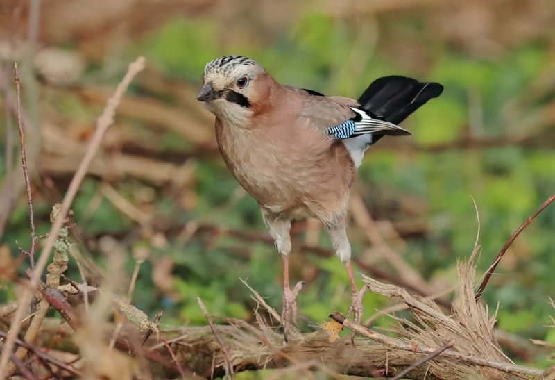 Eurasian Jay - Garrulus glandarius (Vlaamse Gaai)