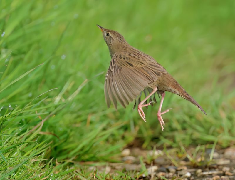 Common Grasshopper Warbler - Locustella nivea (Sprinkhaanzanger)