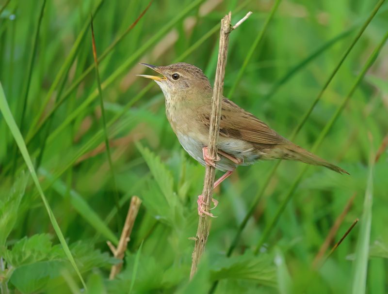 Common Grasshopper Warbler - Locustella nivea (Sprinkhaanzanger)